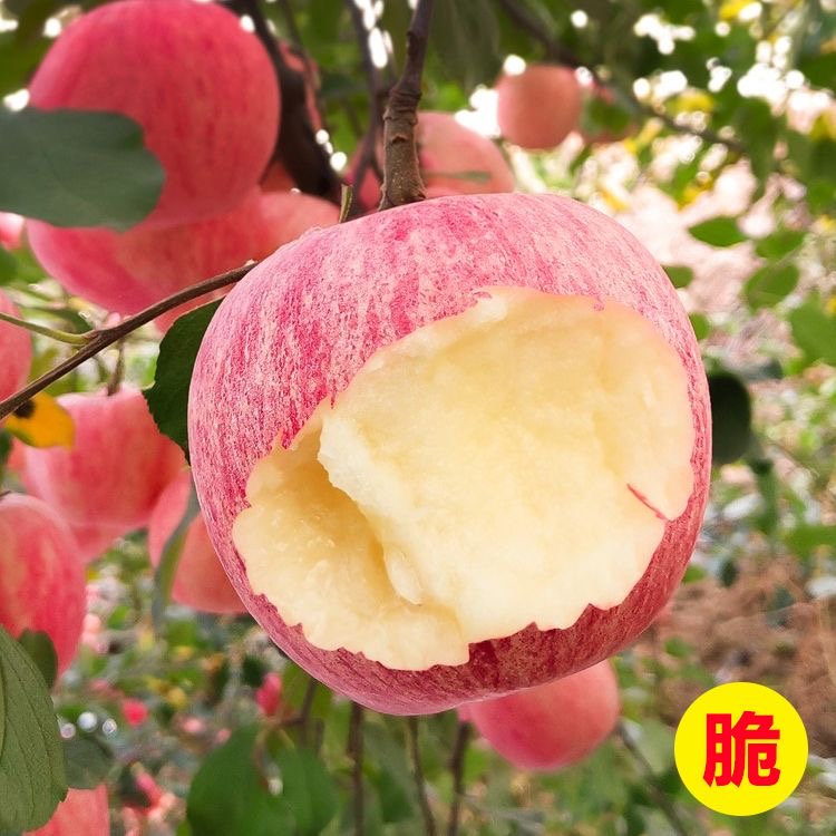 苹果树苗嫁接红富士冰糖心苹果苗盆栽地栽带土特大南北方种植果树