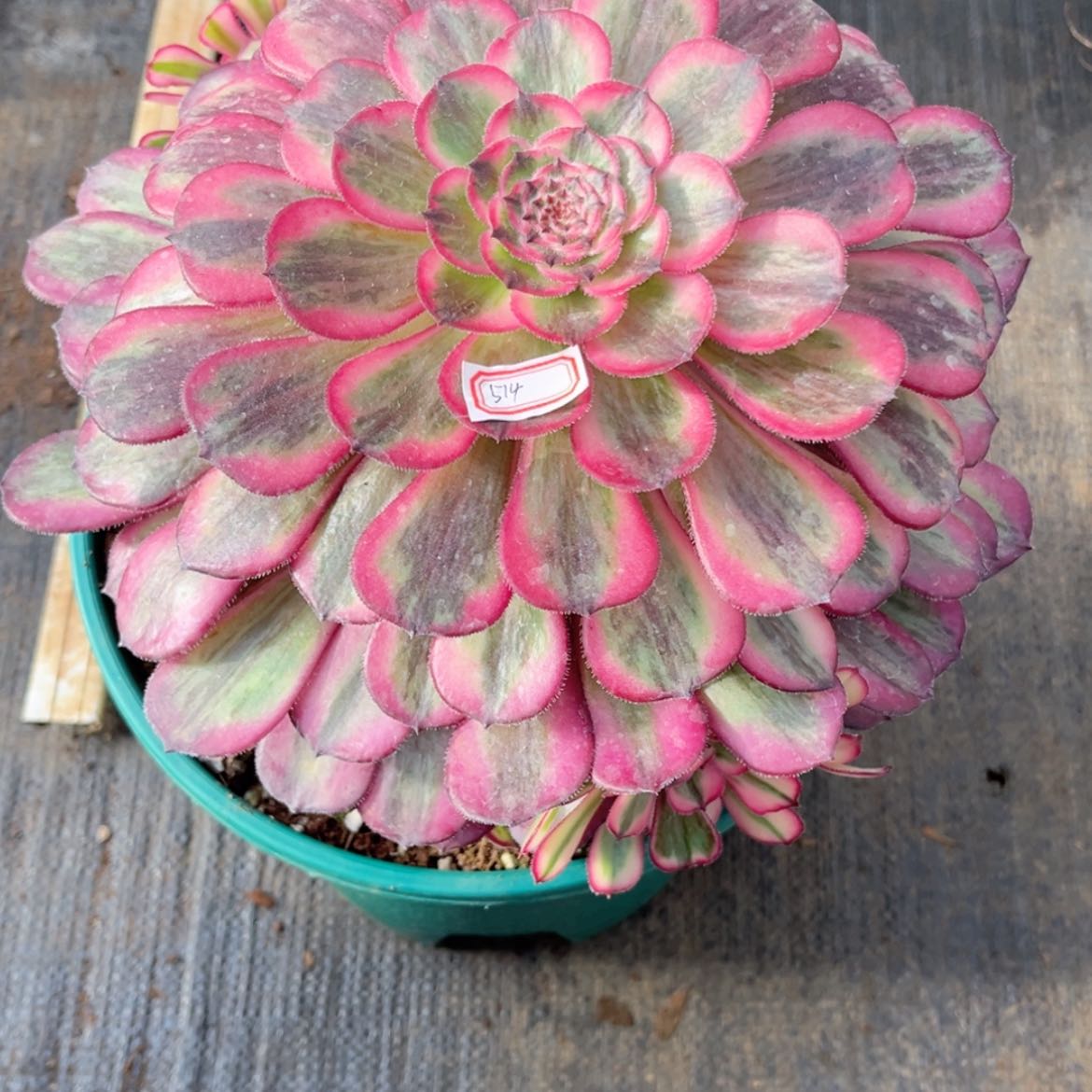 【闪购商品】晶****询514白月光多肉