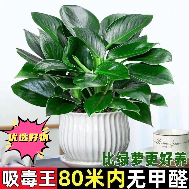 大叶绿公主金钻绿植盆栽办公室内水培花卉好养绿萝四季常青植物