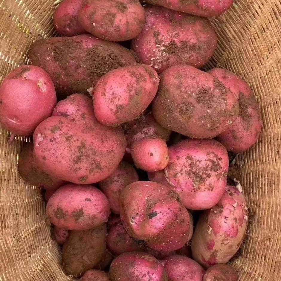 新鲜土豆云南红皮黄心马铃薯现挖自种软糯香甜洋芋马铃薯亏本冲量