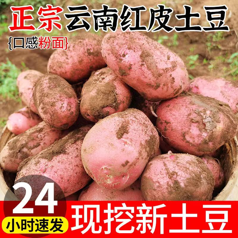 云南高山红皮黄心大土豆红色新鲜农家洋芋马铃薯蔬菜土豆净重包邮