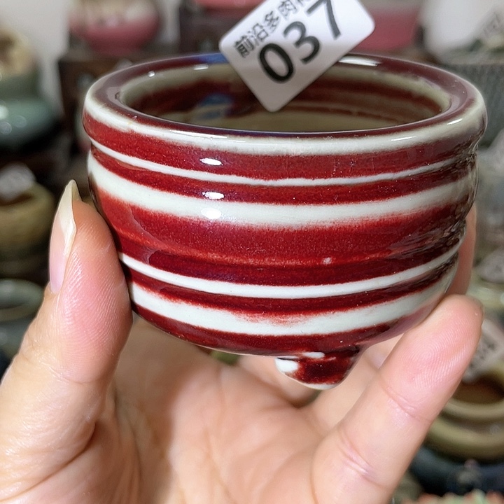 红陶内口径6高度5