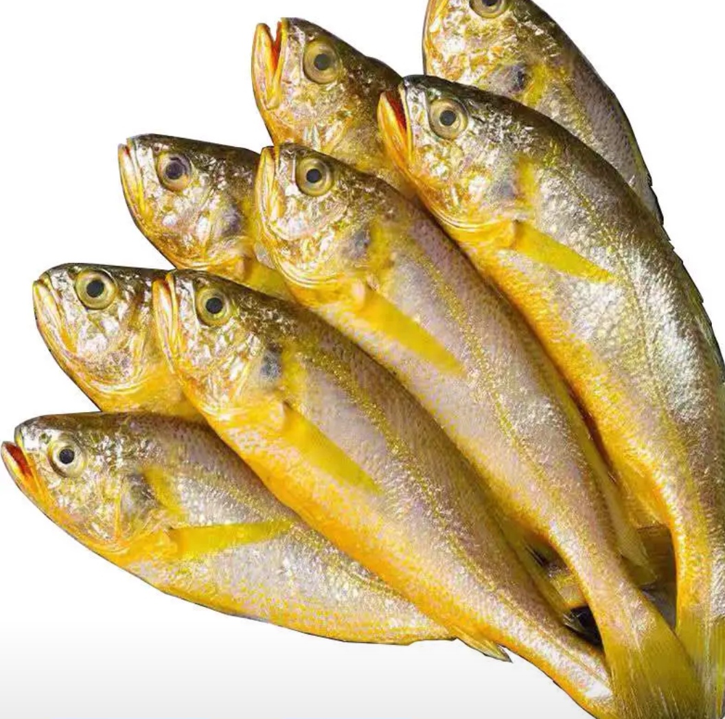 大连本地野生黄花鱼包邮