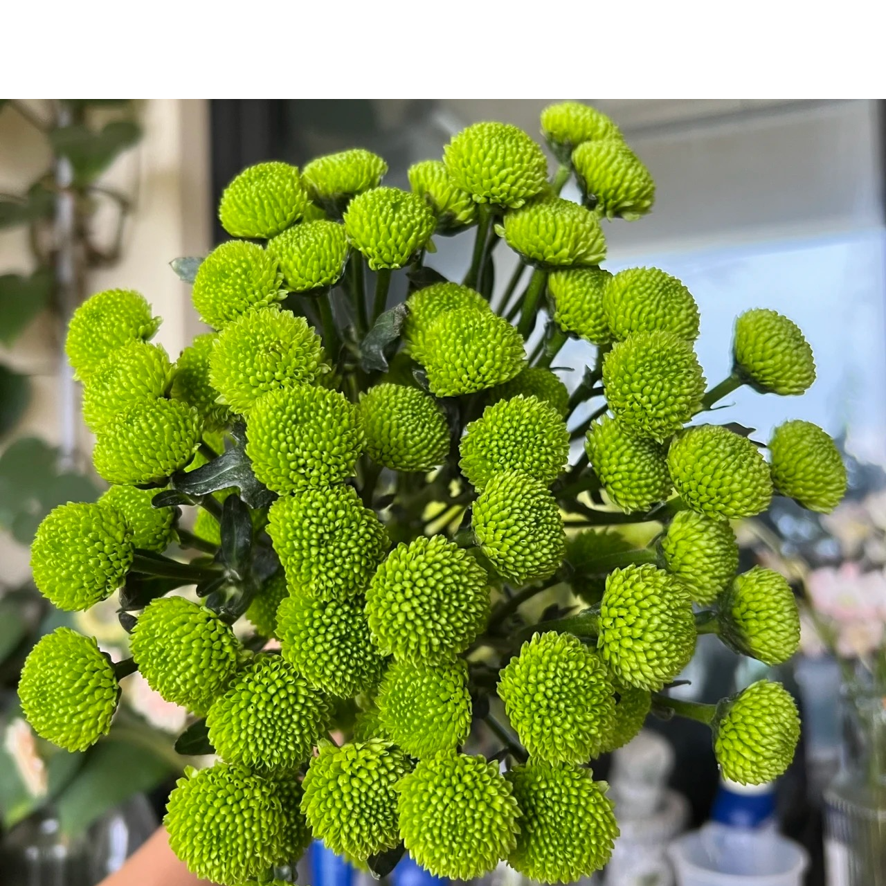 【云顶】绿扣小雏菊 东北发货产品雏菊彩色顺丰包邮产地直发新鲜