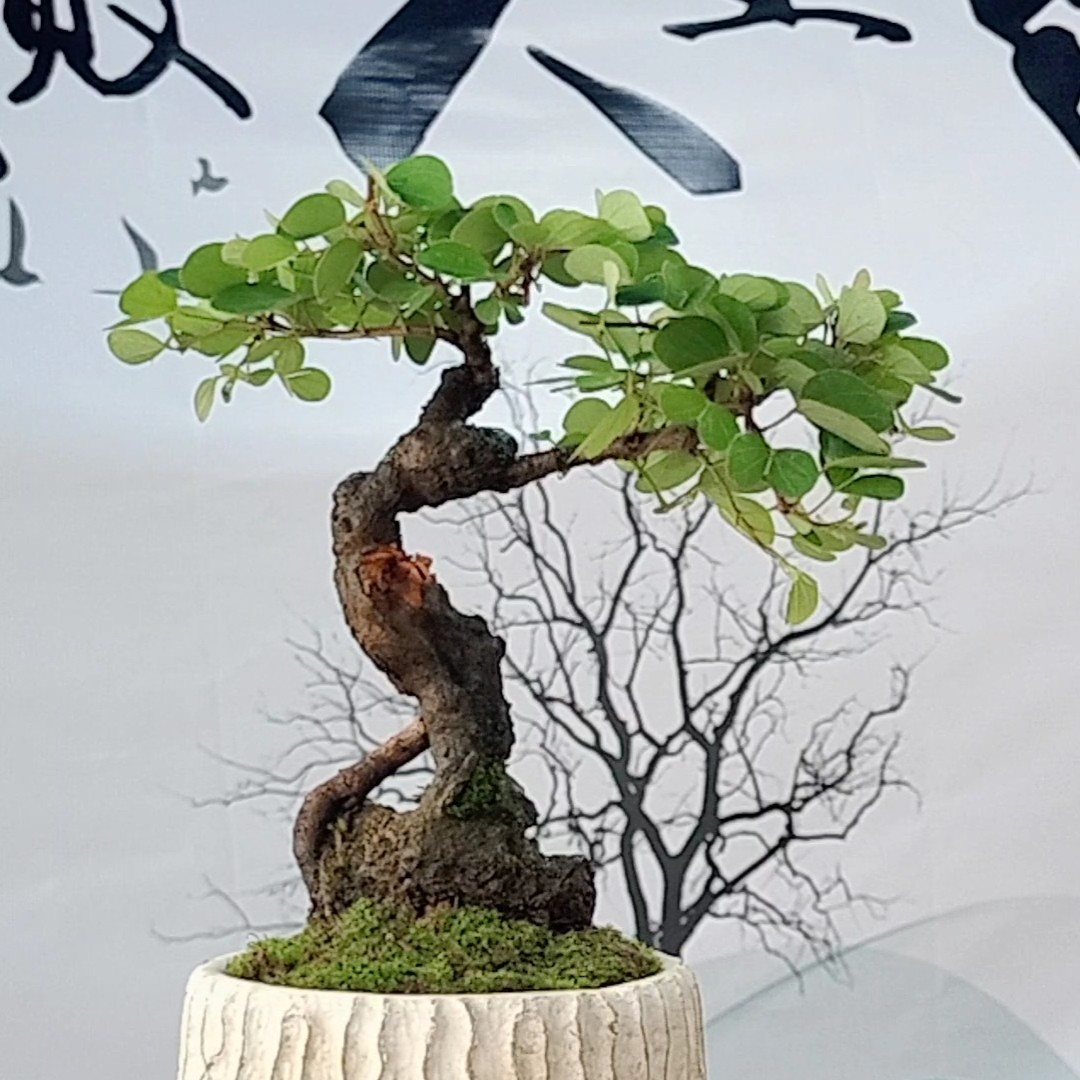 直播拍品链接，【绿植一旦发货非货损不支持退换货】