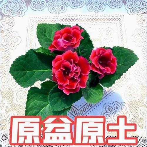 重瓣大岩桐花苗富贵芙蓉花卉室内四季开花盆栽带花苞基地直发包邮