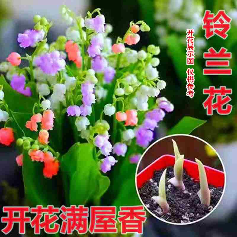 云南直发铃兰花苗盆栽耐寒植物进口种球四季开室内外好养花卉绿植