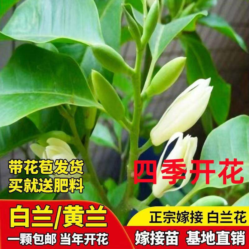 广州白玉兰花盆栽花卉绿植物黄角兰四季开花室内浓香型庭院四季开