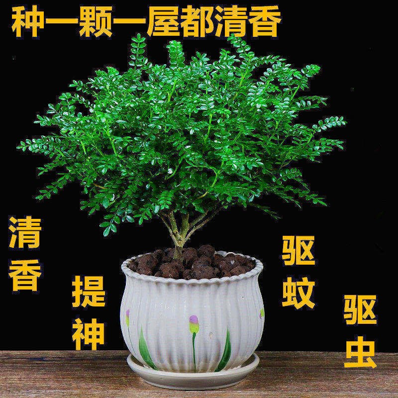 驱蚊驱虫清香木盆栽绿植植物室内四季常青净化空气盆景驱蚊草花卉