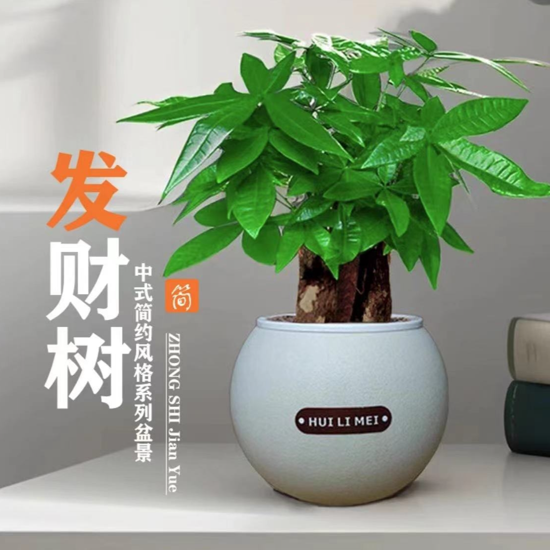 三杆大盆发财树盆栽（约30-40cm）绿植室内好养植物四季常青常绿