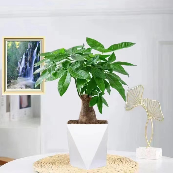 发财树单杆盆栽植物室内办公室好养绿植土培小盆栽绿植盆栽室内