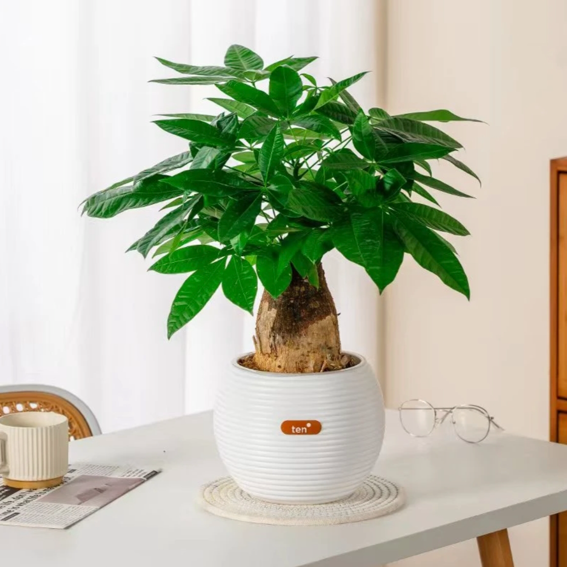 发财树盆栽条纹懒人吸水盆室内客厅办公桌净化空气花卉大棵绿植