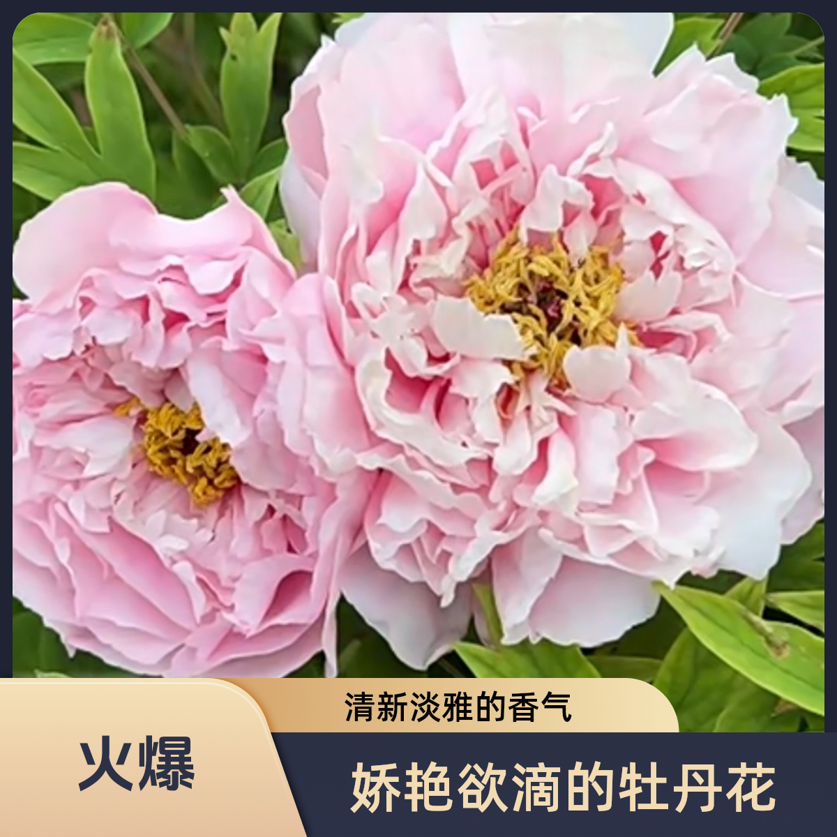 千层观赏牡丹，银红巧对（新疆西藏不包邮）