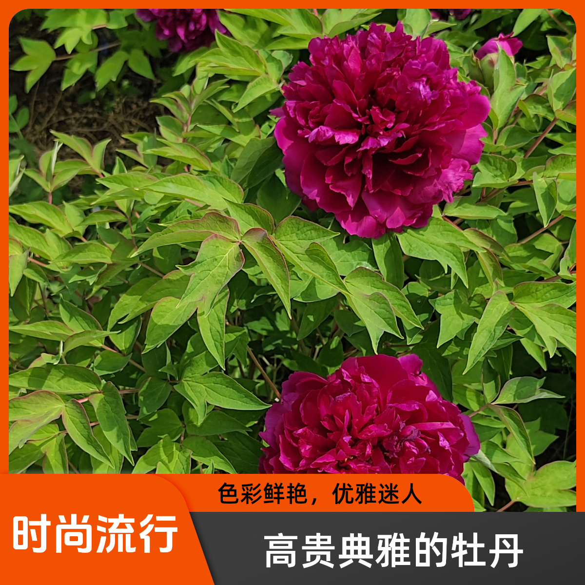 牡丹名品，气壮山河，6分枝以上