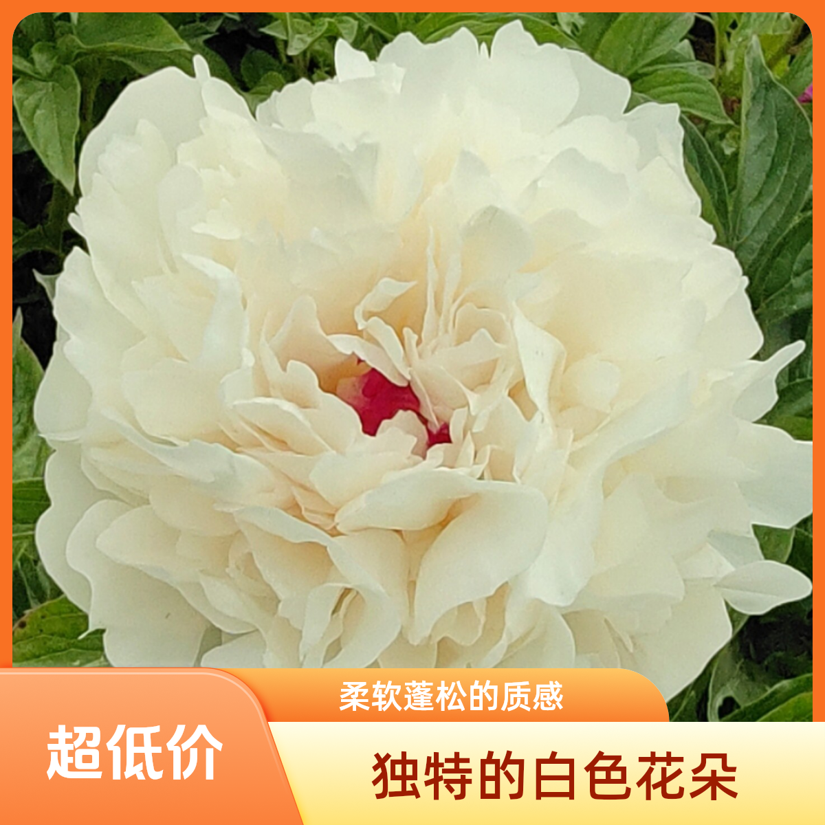 千层芍药，胭脂点玉，5芽