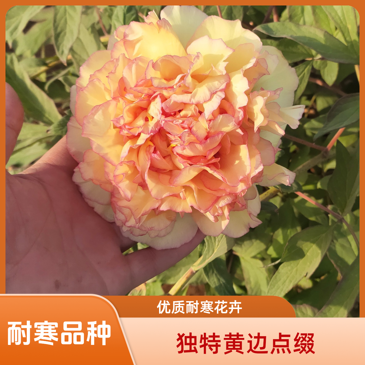 牡丹名品，金阁，4-6分枝