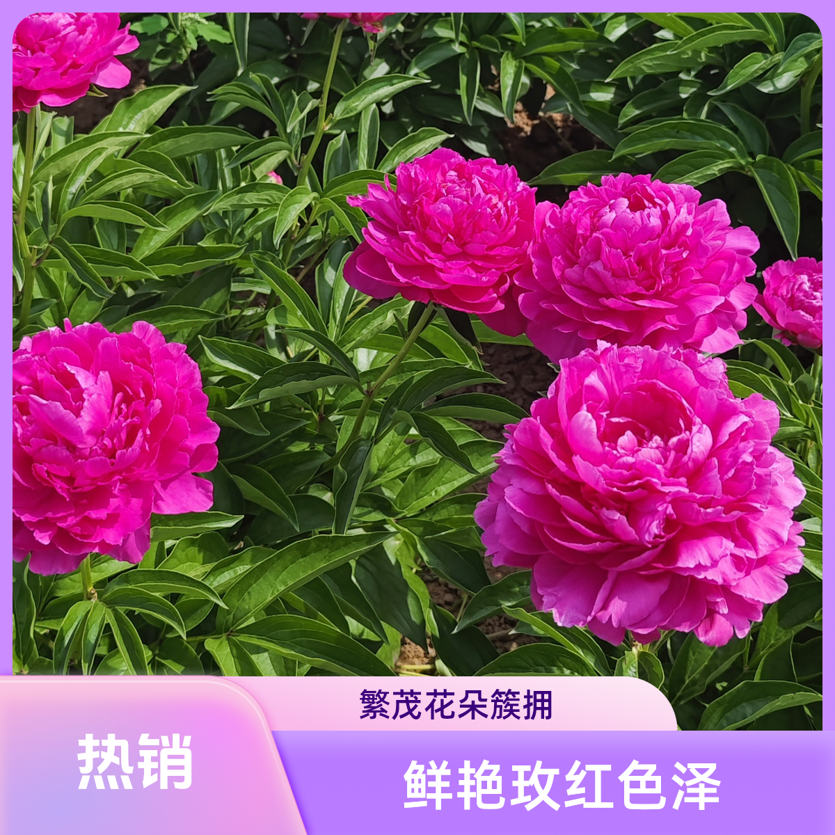 多层重瓣芍药花，大富贵，5芽以上