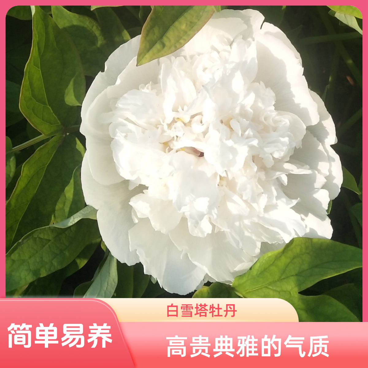 观赏牡丹，白雪塔，6分支