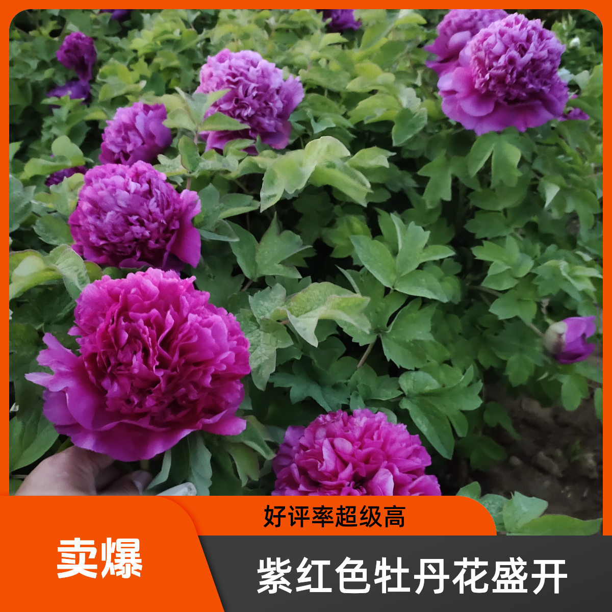 牡丹名品，首案红，6分枝以上