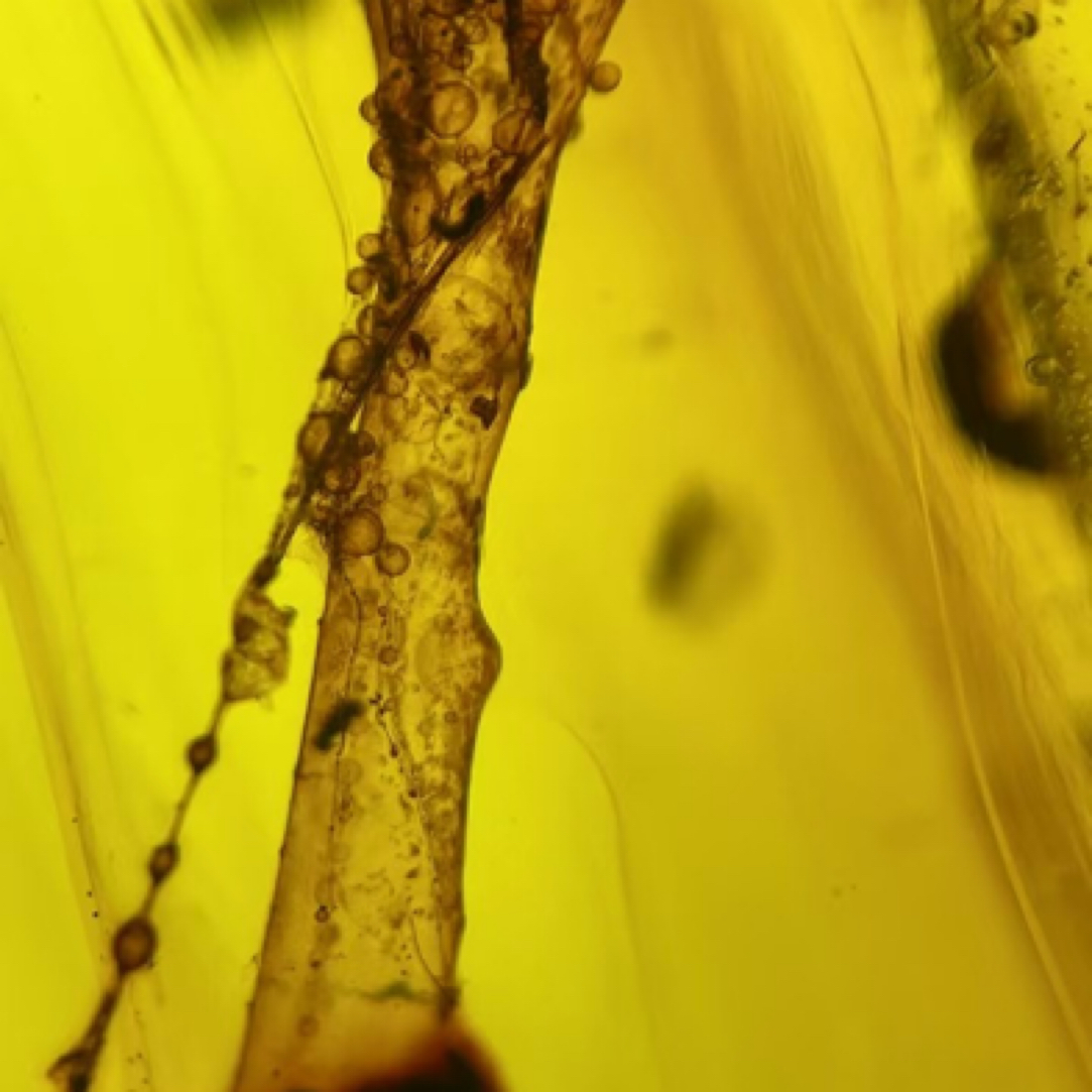 天然缅甸硬琥珀：食虫花 规格：64.5×34.5×18.6mm 重：24.2克