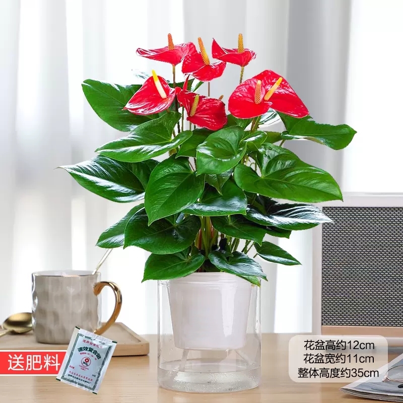 红掌盆栽一帆顺风客厅水培花卉发货大苗办公室内鸿运当头白掌绿植