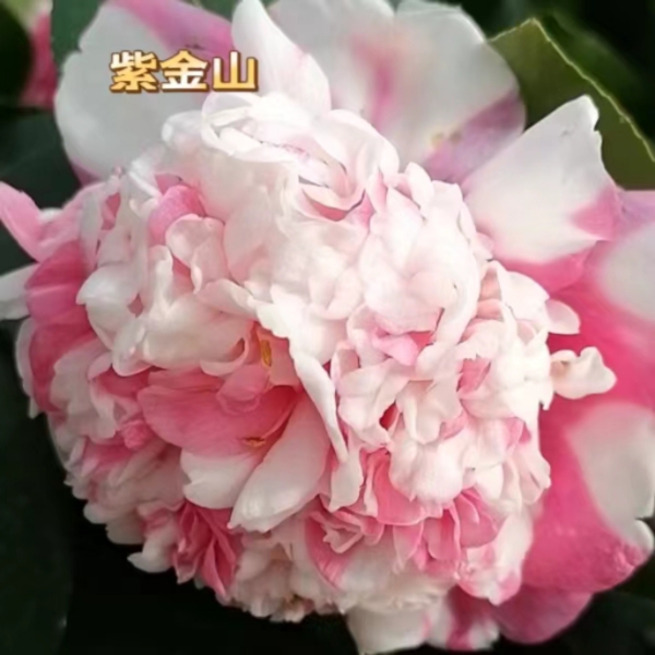 紫金山茶花高档室内名贵稀有品种非常好种植庭院生长中等带培育盆