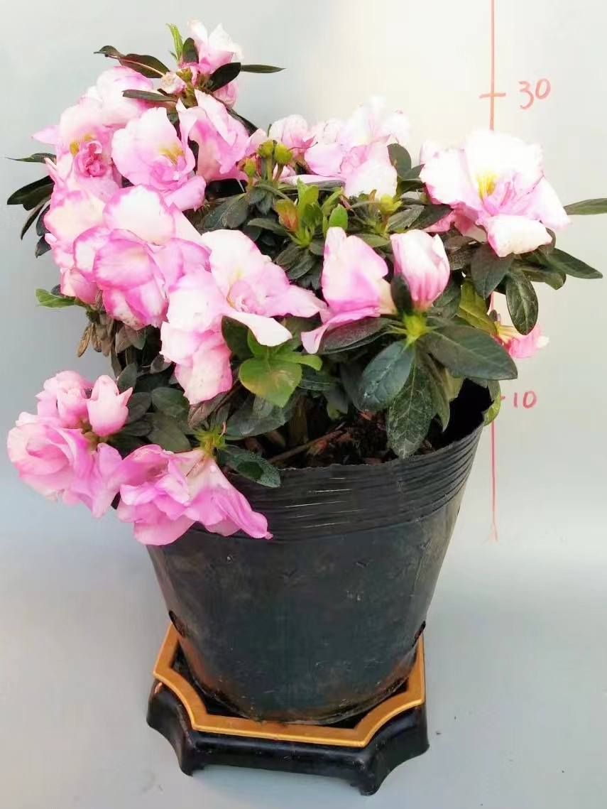 清仓杜鹃花浓非常容易盆栽绿植盆景顺丰包邮福建发货黑色成活率
