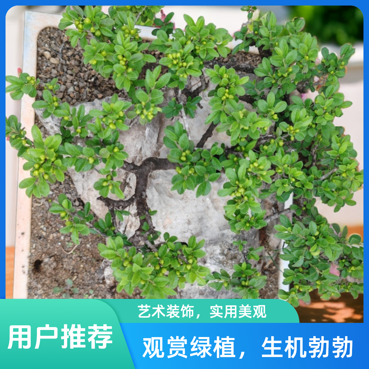 瓜子黄杨盆景样品（图片仅供参考，一物一拍），偏远地区不包邮（慎拍）