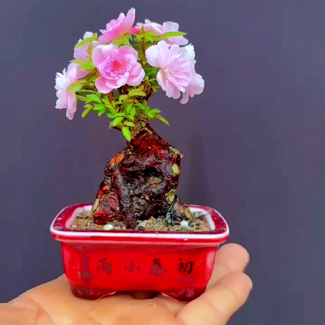 山采蔷薇老桩嫁接姬乙女（直播专用一桩一拍）