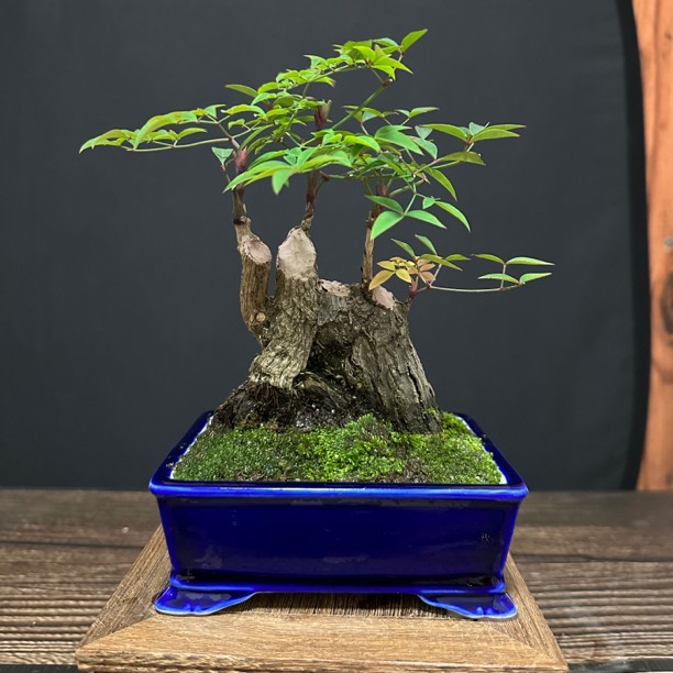 山采原生老桩室内盆栽（直播专用，一物一拍）