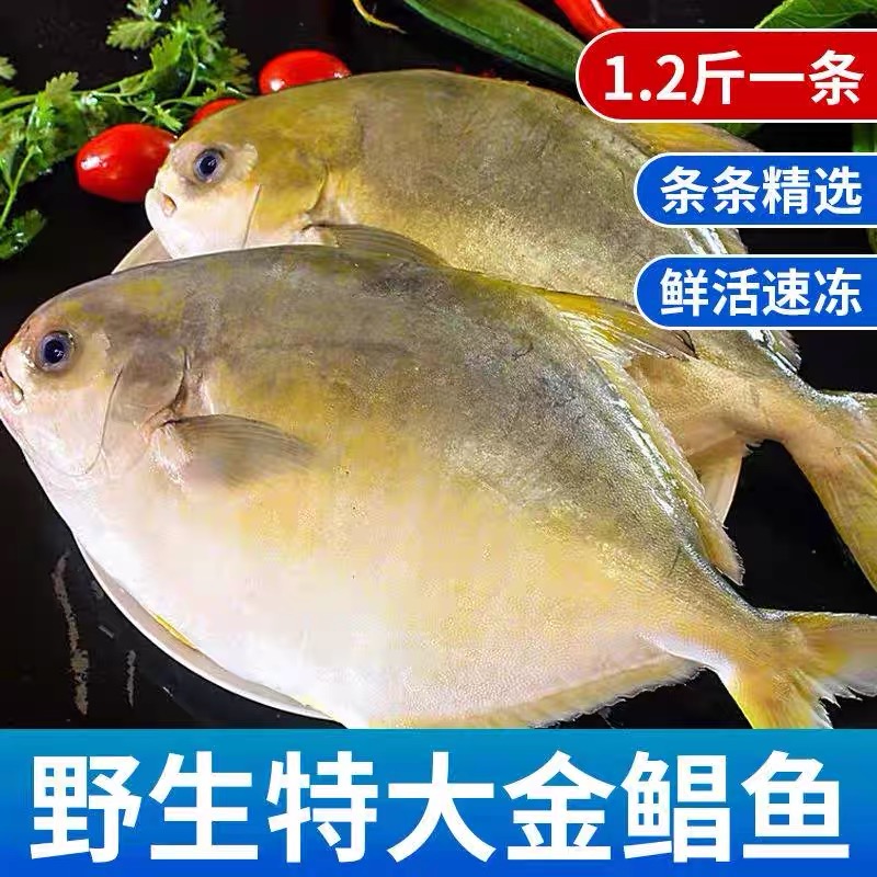 金鲳鱼特大鲳鱼平鱼新鲜水产海鲜大鲳鱼清蒸鲜美600克每条肉质