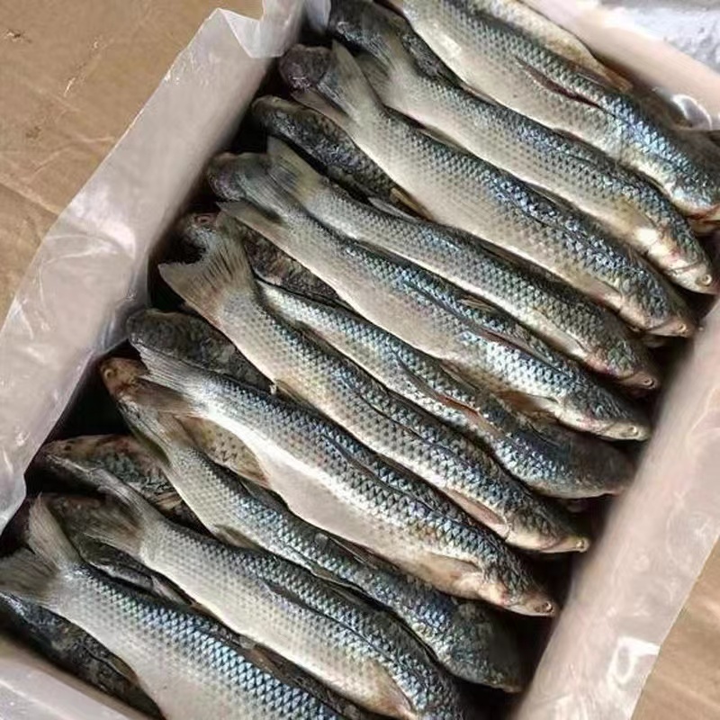 山东渤海湾特大咸梭鱼5斤装新鲜梭鱼腌制海鲜海产品食用美味包装