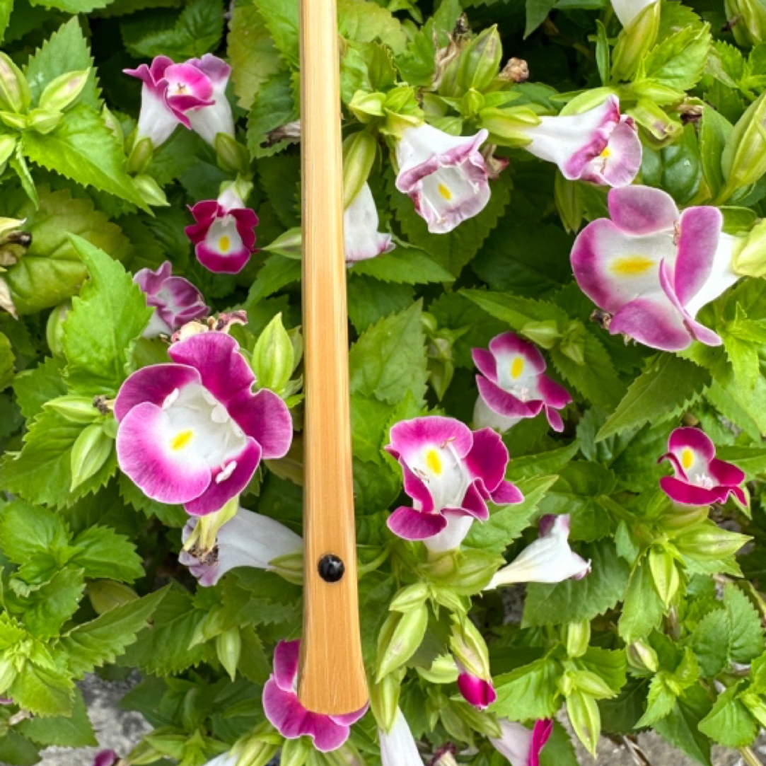 施月秀全玉竹马牙九五十六方2.0 边板材料存放八年以上