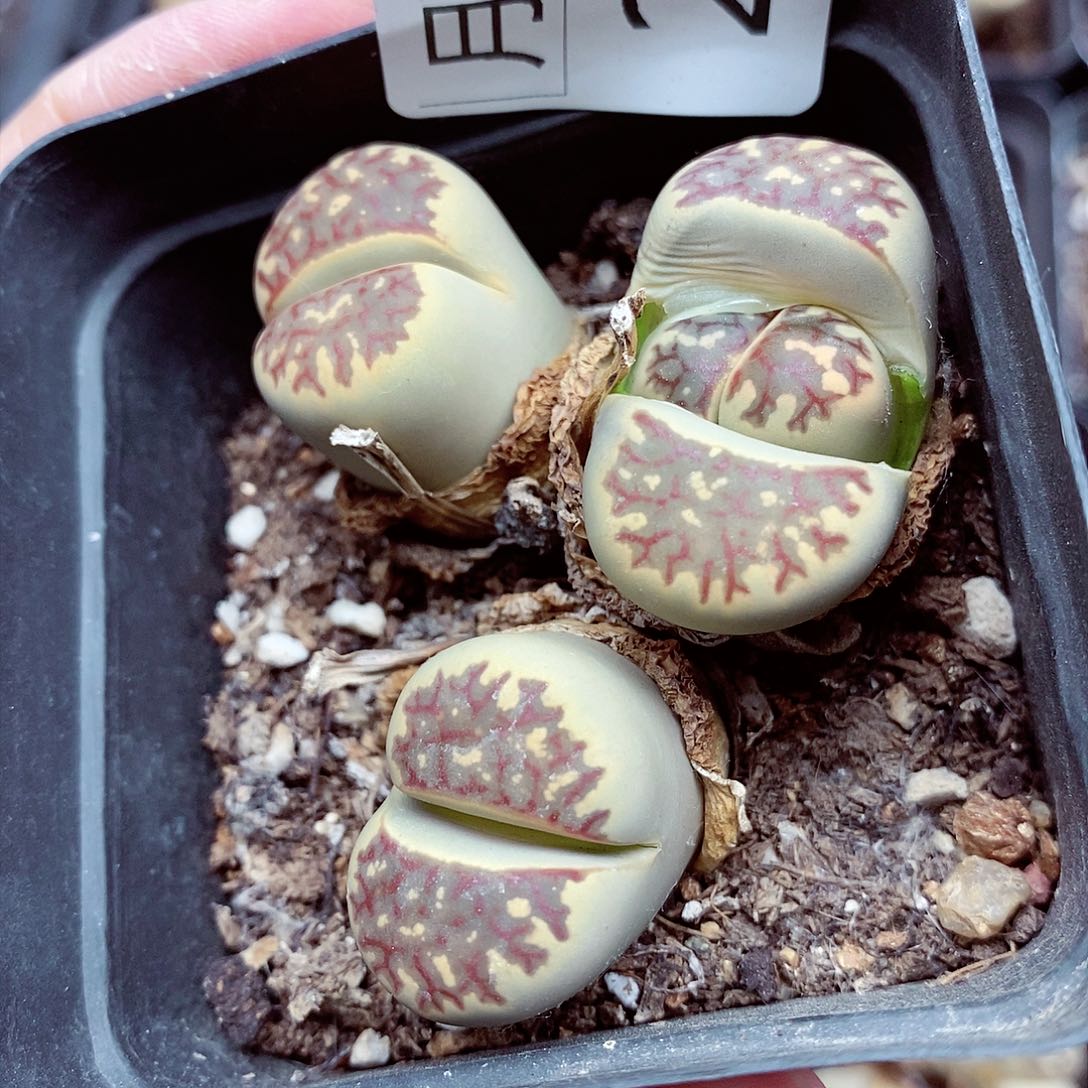 我是第一百个为妖294