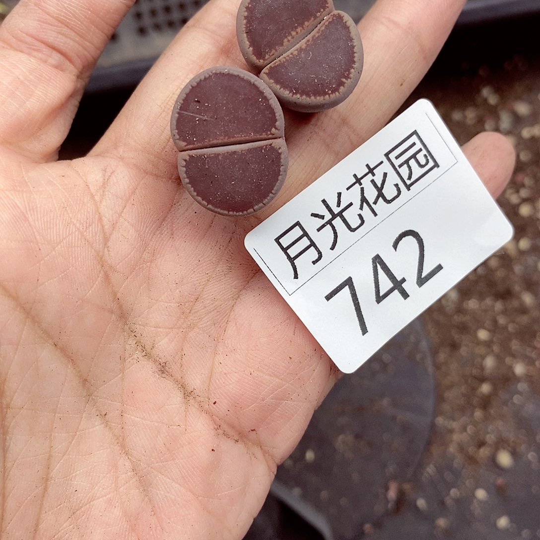 我是第一百个为妖742