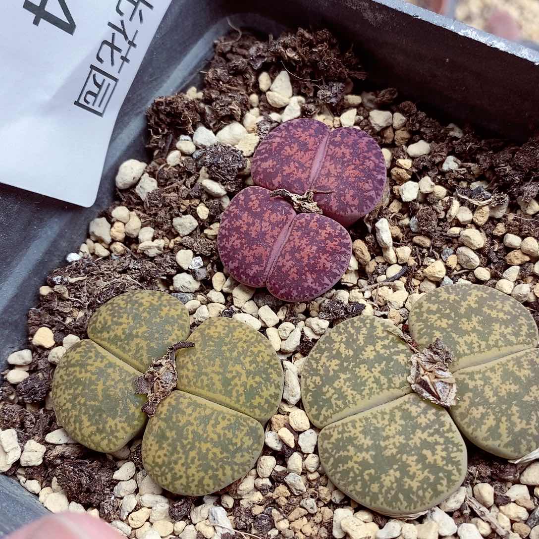 我是第一百个为妖刀004