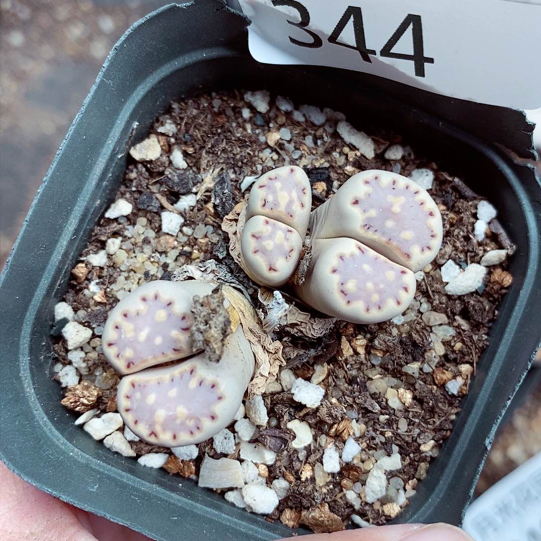 我是第一百个为妖刀344