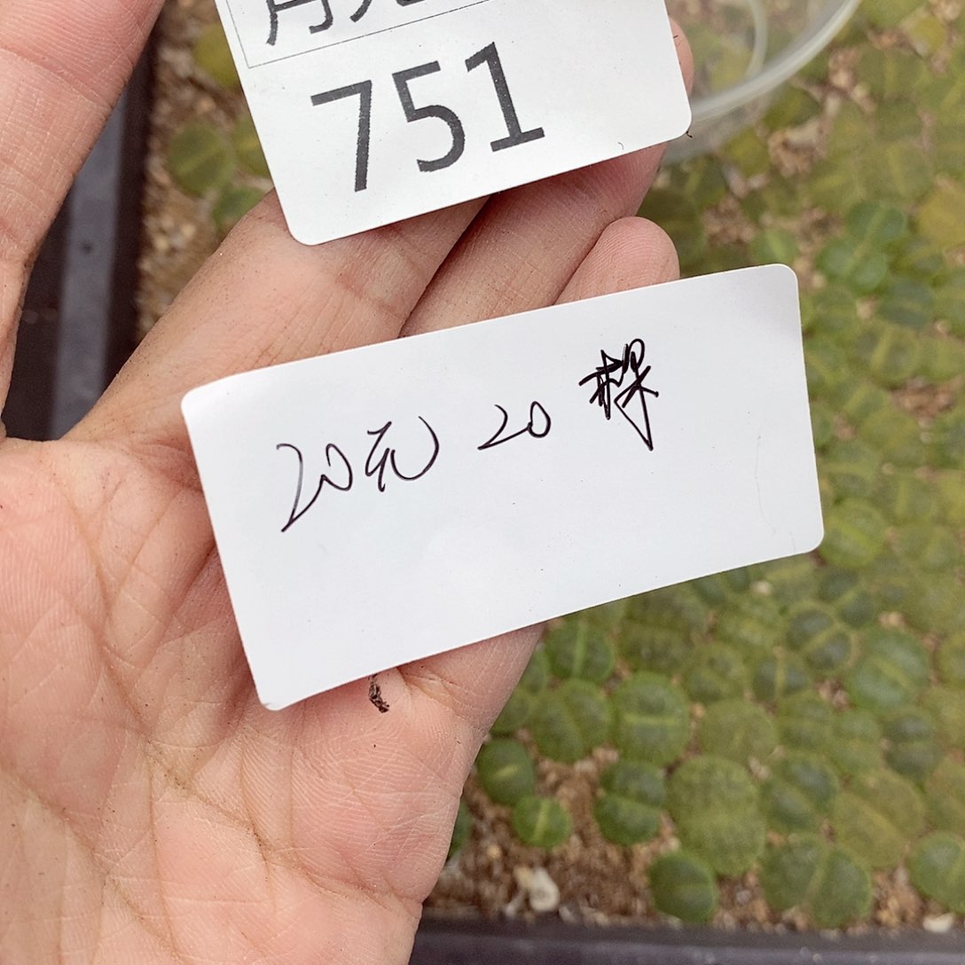 我是第一百个为妖刀应援751