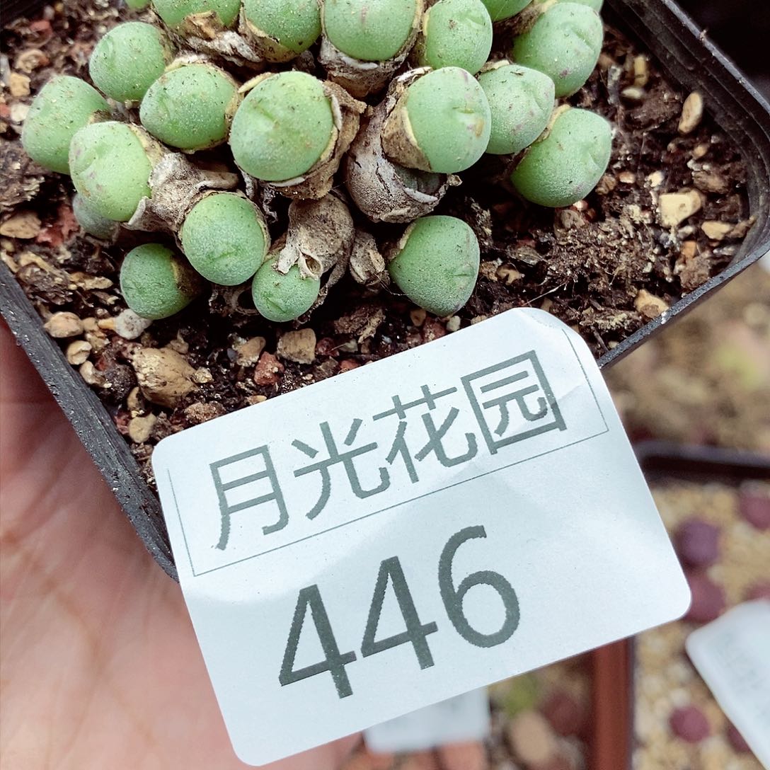 我是第一百个申请446