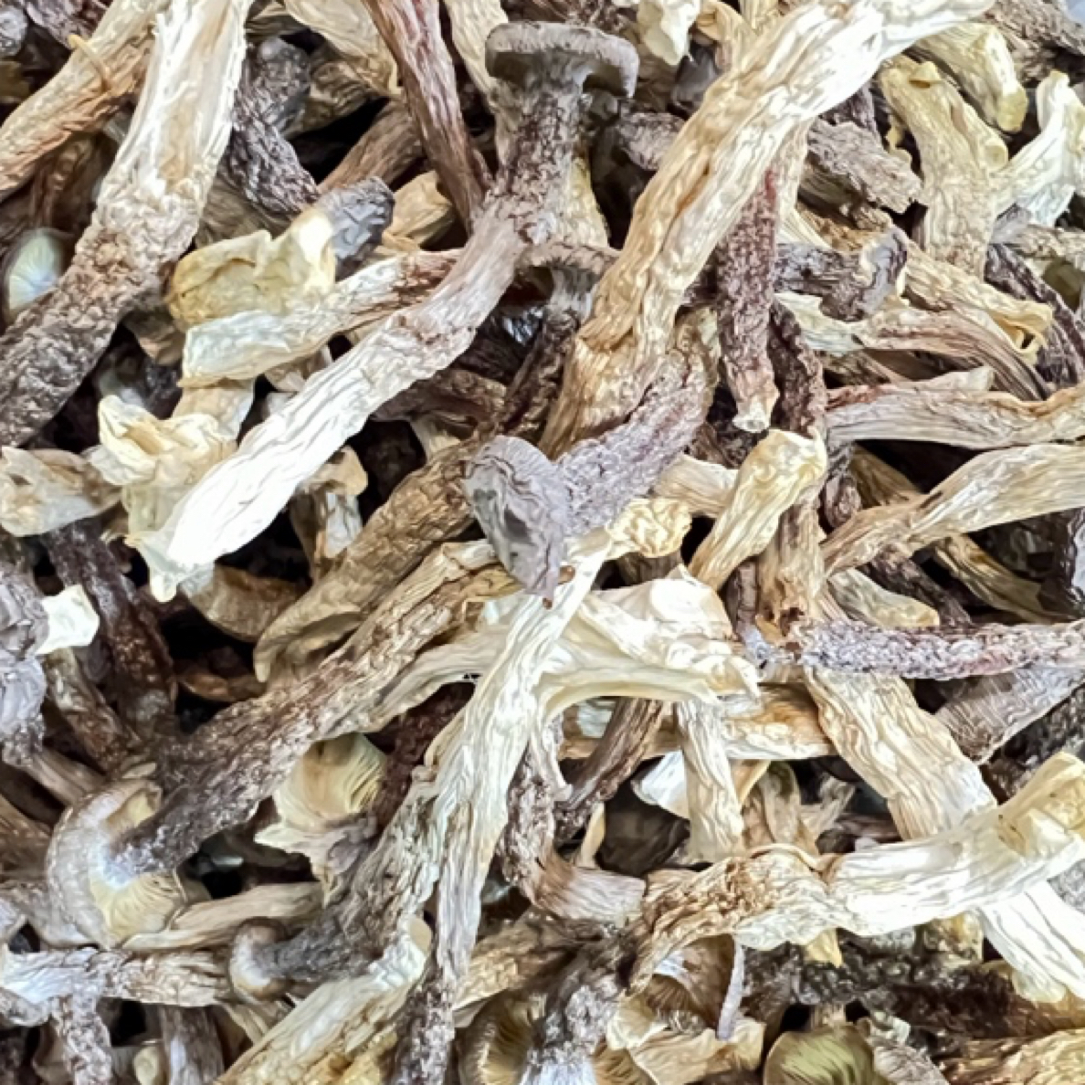 鹿茸菇精品（云南高原特色山货）炖汤煲汤吃【喻村长精选】