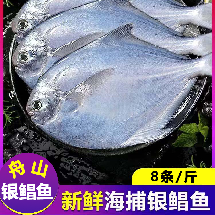 舟山野生银鲳鱼 鲜活海捕鲳鱼东海白平鱼编鱼 （1斤 8条装）