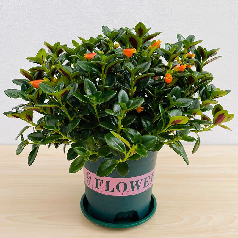 金鱼吊兰盆栽花卉绿植室内植物