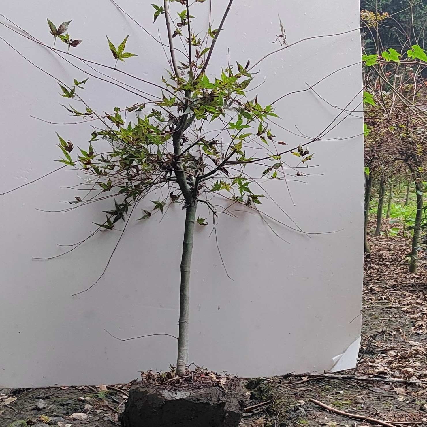 春夏秋季，观叶绿植