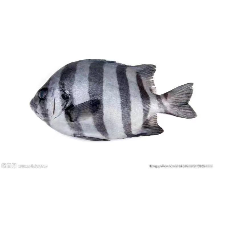 连云港海鲜 海捕野生斑石鲷（斑马鲳）