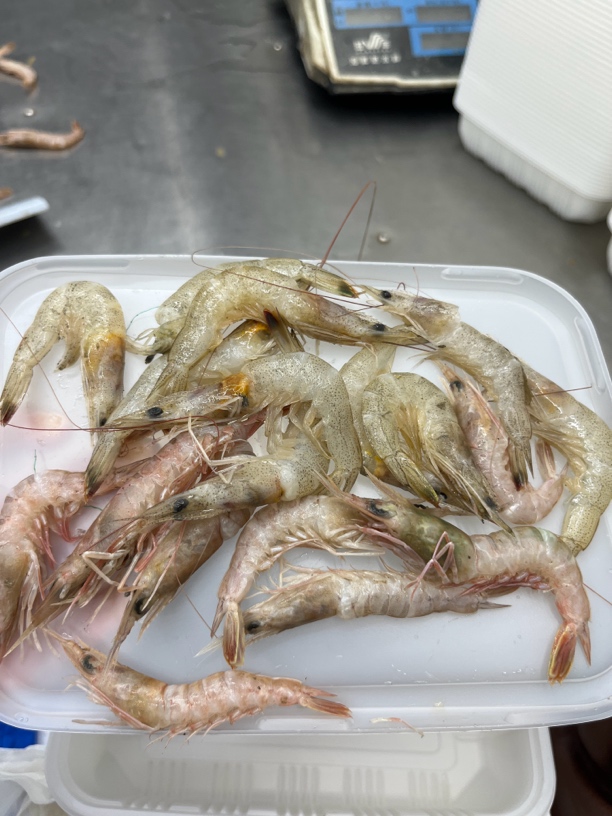 连云港海鲜 海捕野生海杂虾（嫌小不要拍）