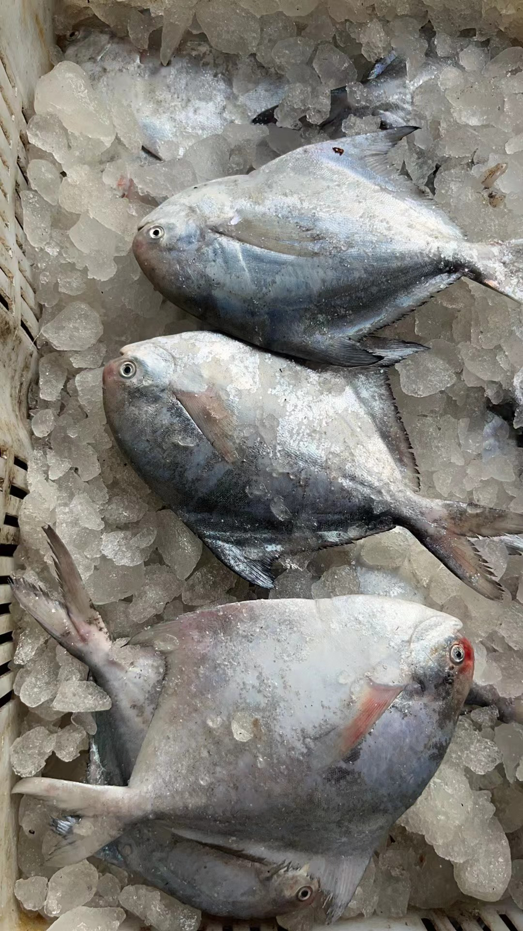 连云港海鲜  海捕银鲳鱼