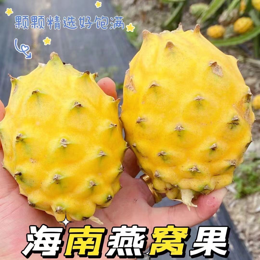 【顺丰包邮】新鲜燕窝果罕见黄皮海南麒麟果黄金火龙果香甜营养清甜