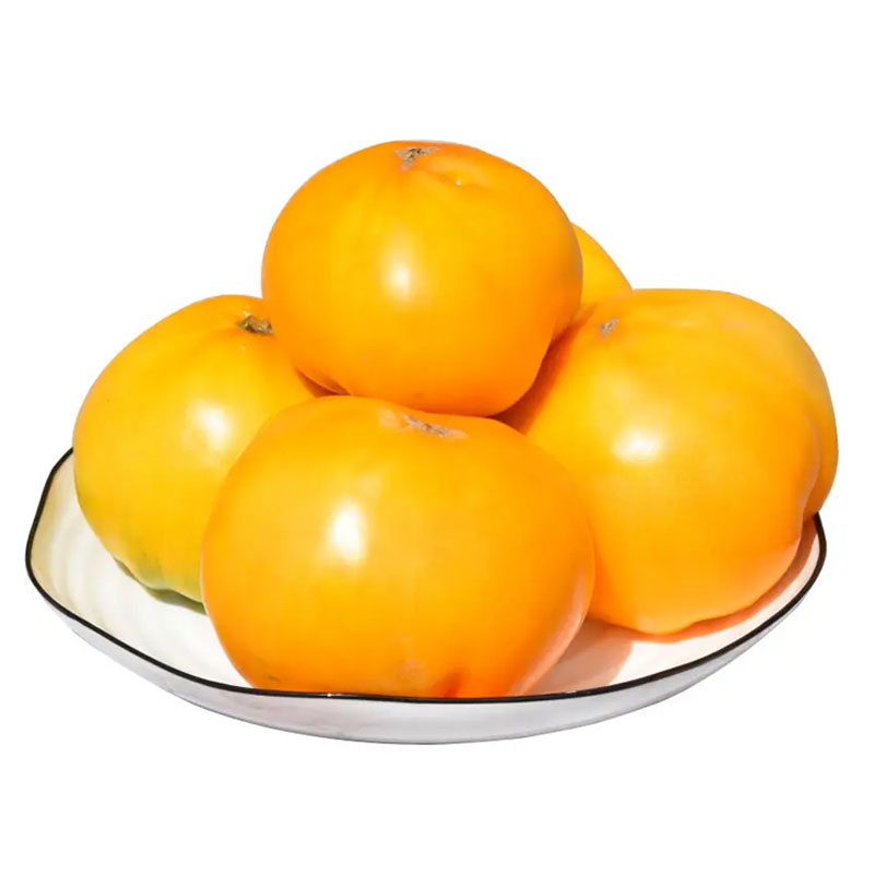 大黄柿子内蒙五原黄色西红柿现摘番茄水果铁皮碱地柿子生吃番茄