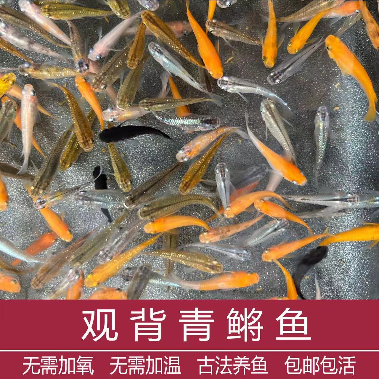 观背青鳉观赏鱼魔法鱼冷水鱼小型锦鲤金鱼淡水鱼不打氧好养