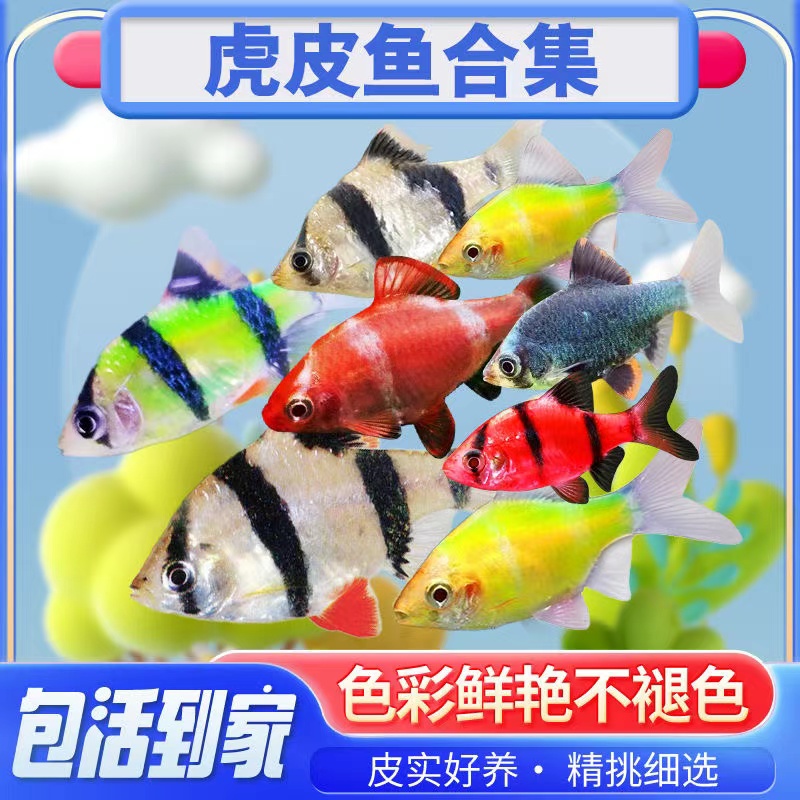 虎皮鱼观赏鱼热带鱼小型淡水好养易活鱼苗绿虎皮荧光虎皮翡翠虎皮
